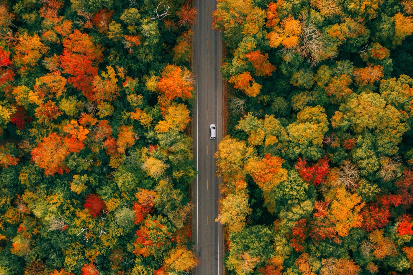 Aerial view of a two-lane road running straight through a forest at peak fall color, red, orange, and yellow trees on both sides